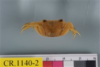 藏品(斑點擬相手蟹)的圖片